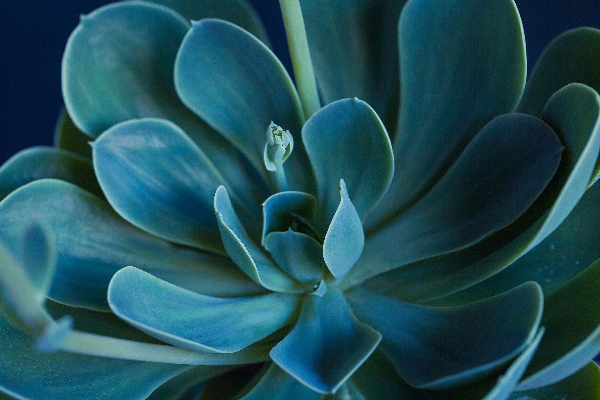 A close up of a blue succulent plant on a dark blue background.