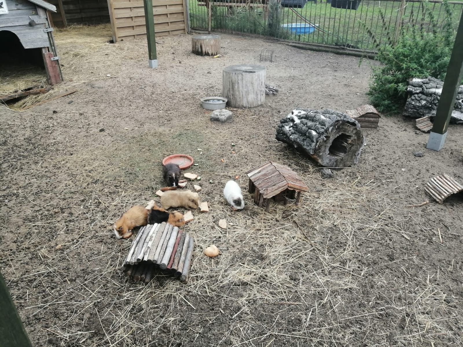 Eine Gruppe Kaninchen liegt in einem Hof ​​auf dem Boden.