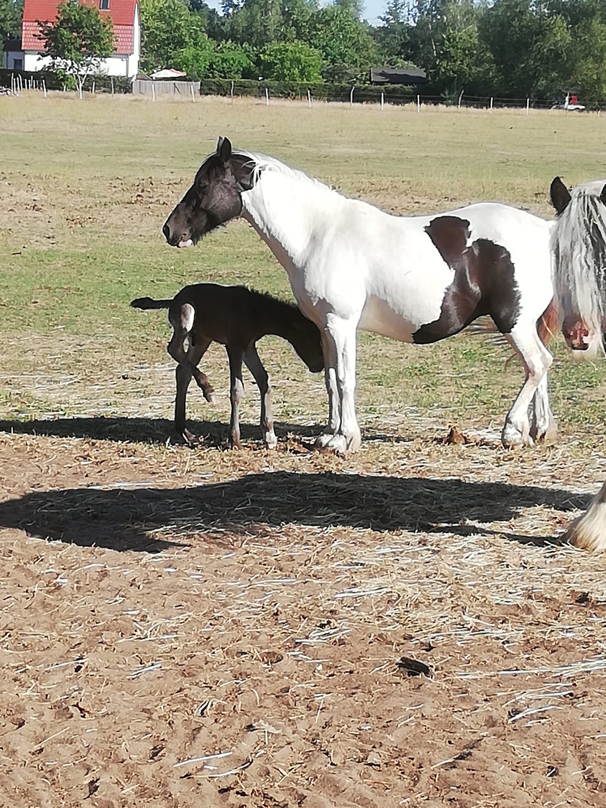 Eine Gruppe Pferde steht auf einem Feld aus Erde.