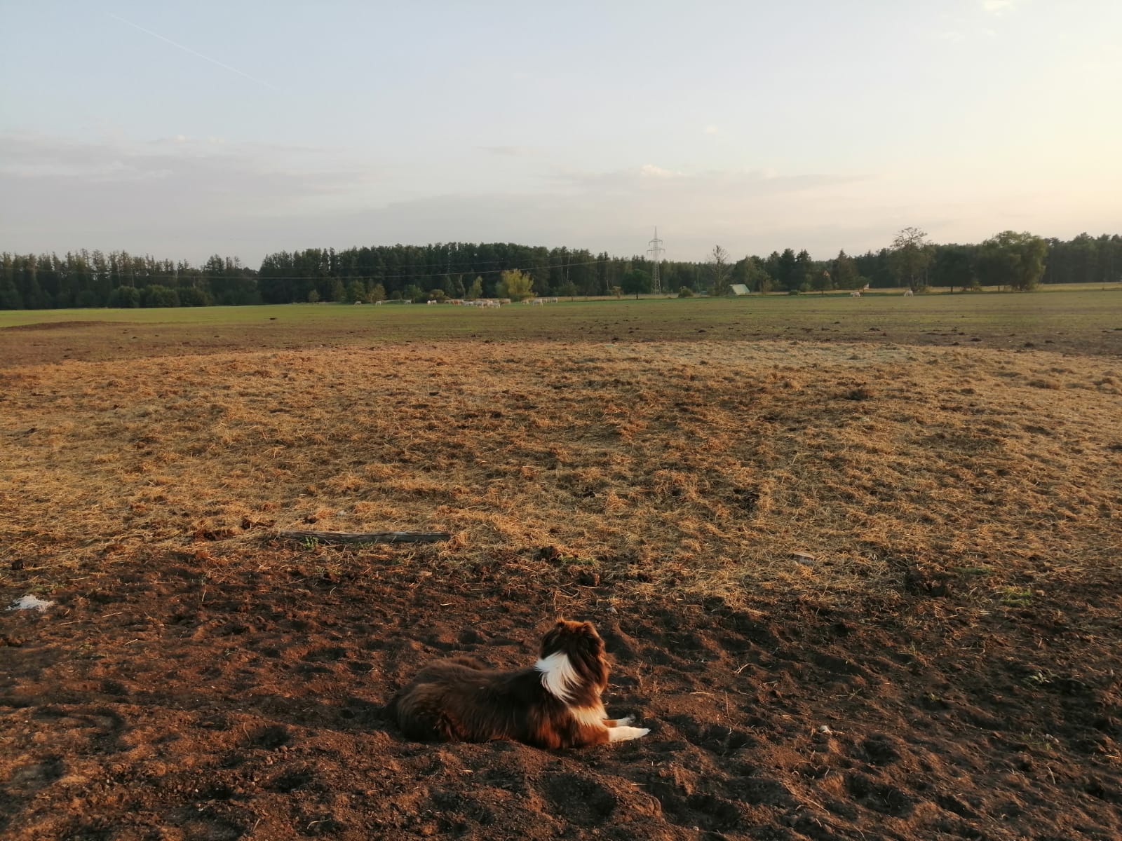 Ein Hund liegt auf einem Feld