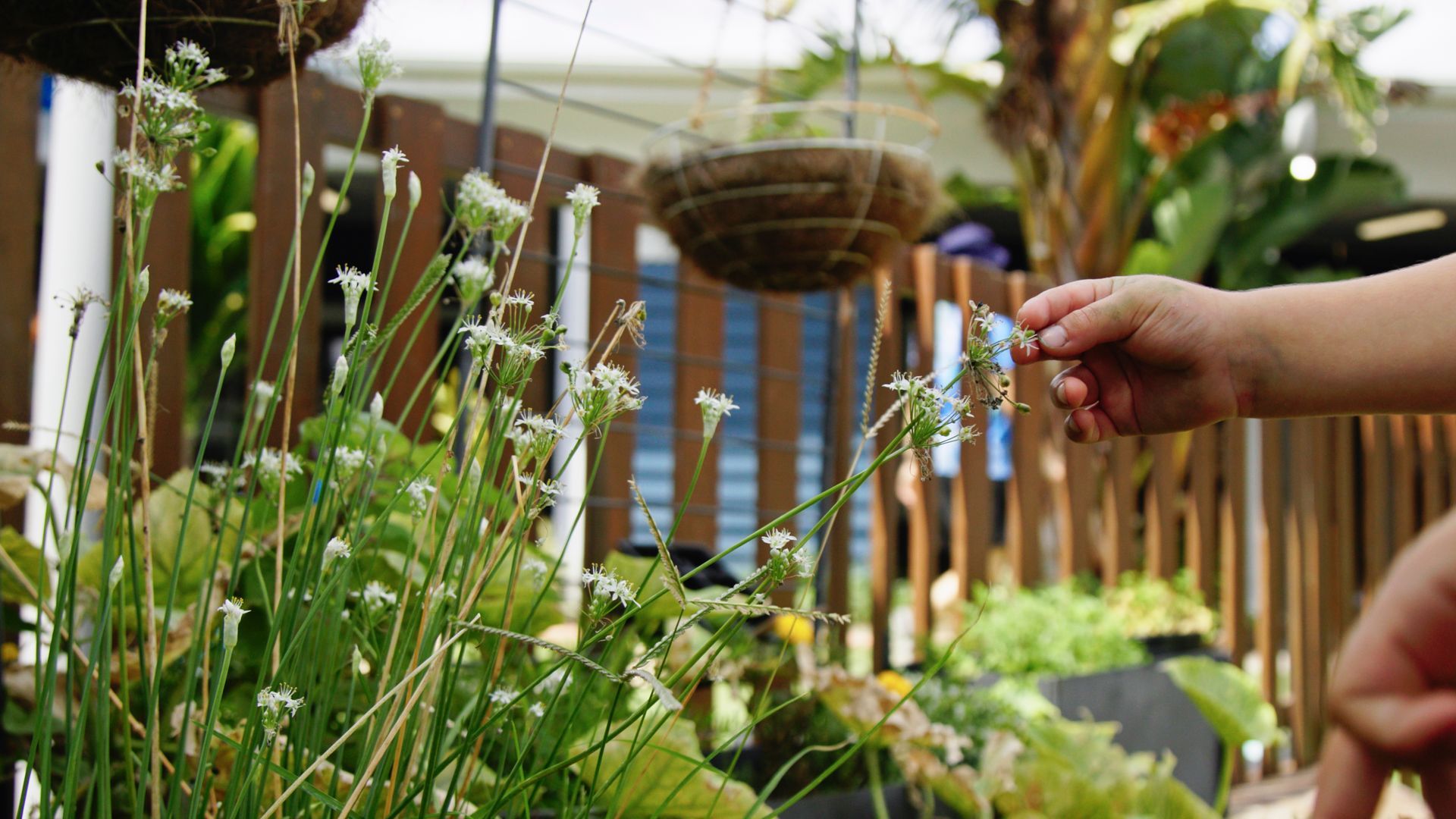 A child touches a flower growing in a garden