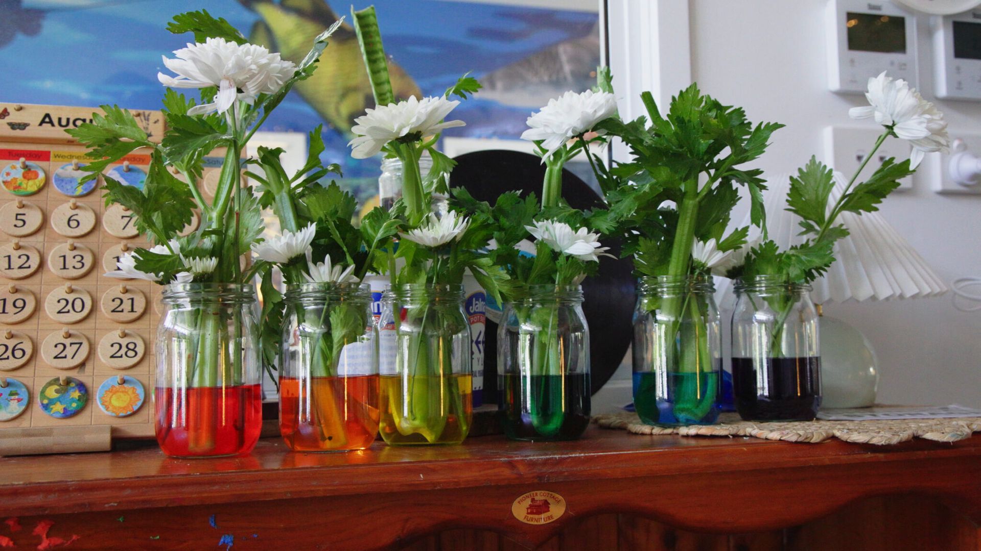 Celery stalks with white flowers in colorful water-filled jars sit on a wooden surface.