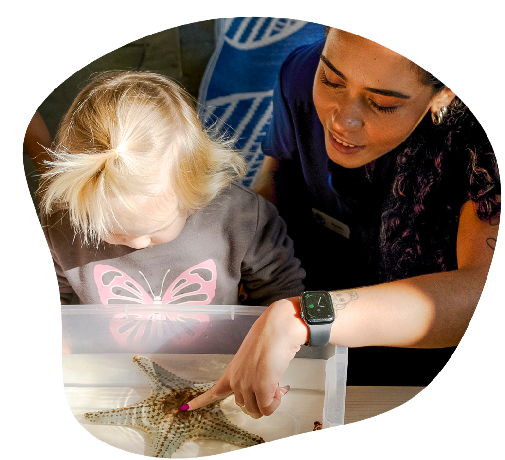 Child and adult observing starfish in shallow water.