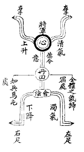 Schema del corpo umano secondo la medicina tradizionale cinese
