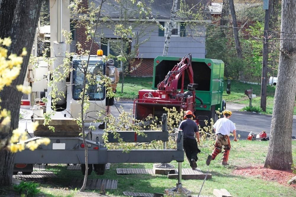 a man in a hard hat walks to the trees cutting in residential urban.