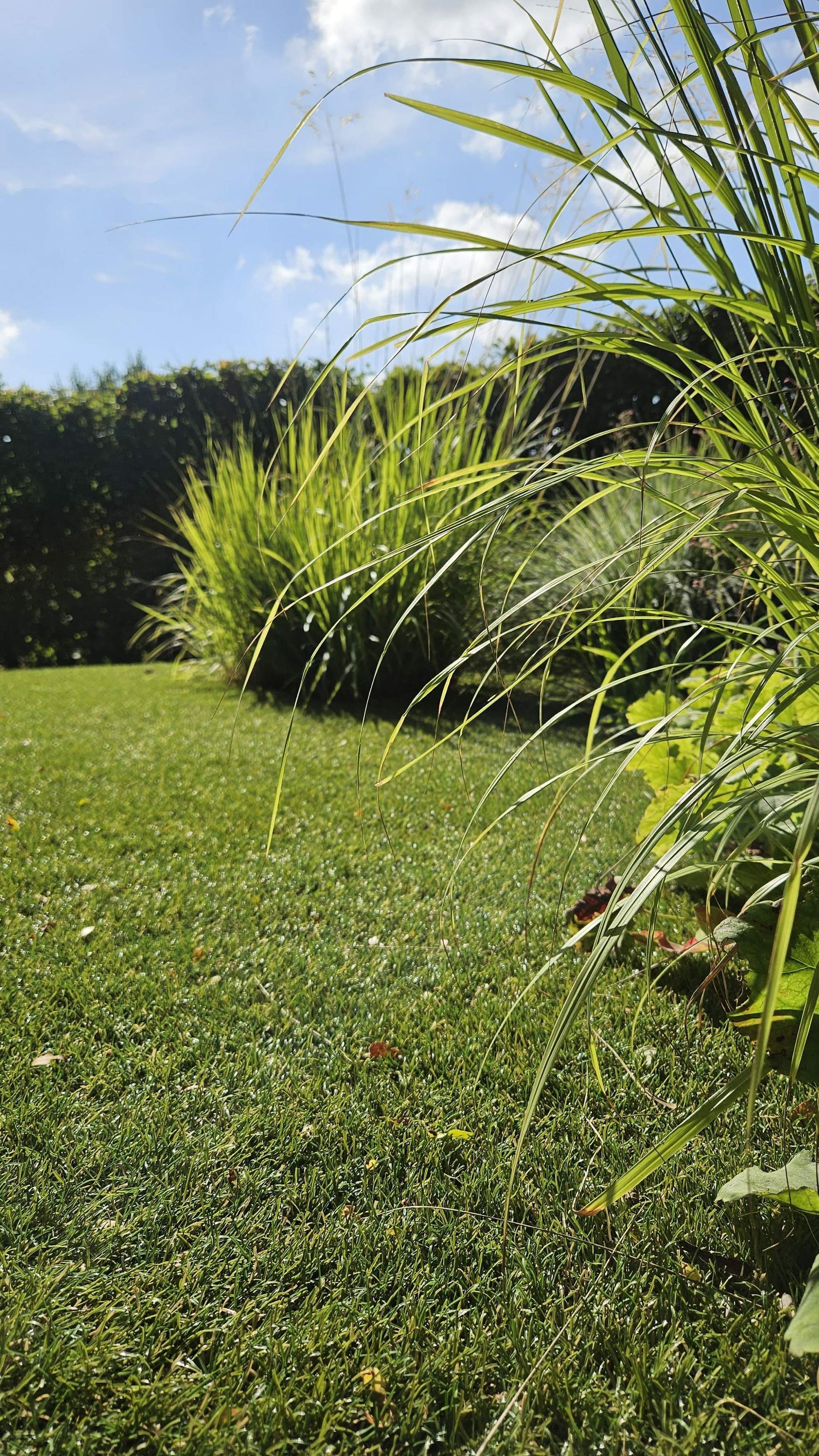 Weelderig groen gazon met hoog siergras, een haag en een helderblauwe lucht.
