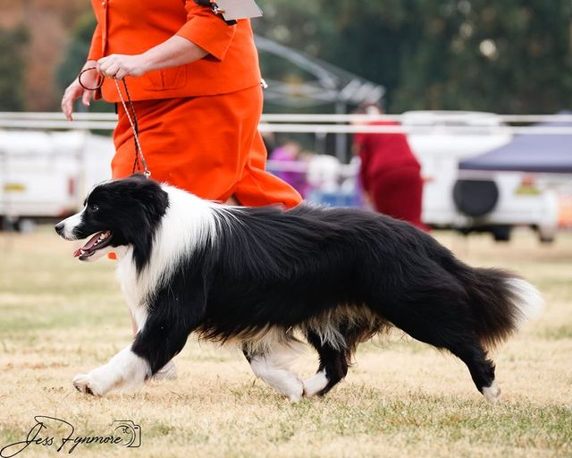 are border collies sensitive to ivermectin