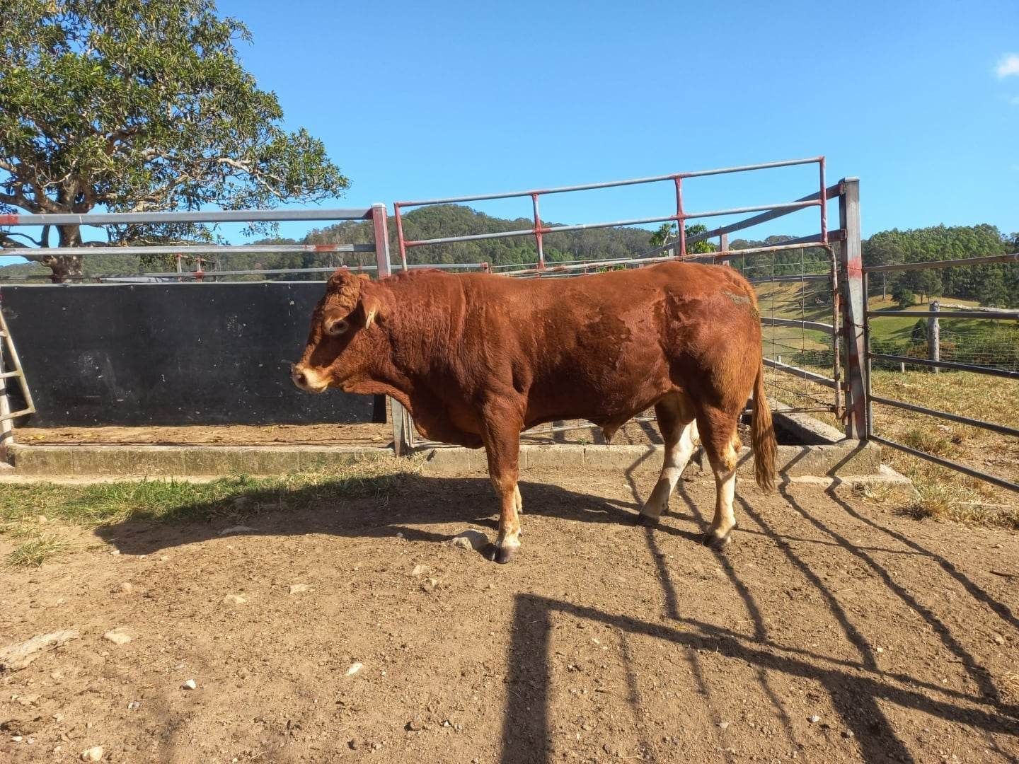 Paddock Sales Sullivan Livestock and Rural Services