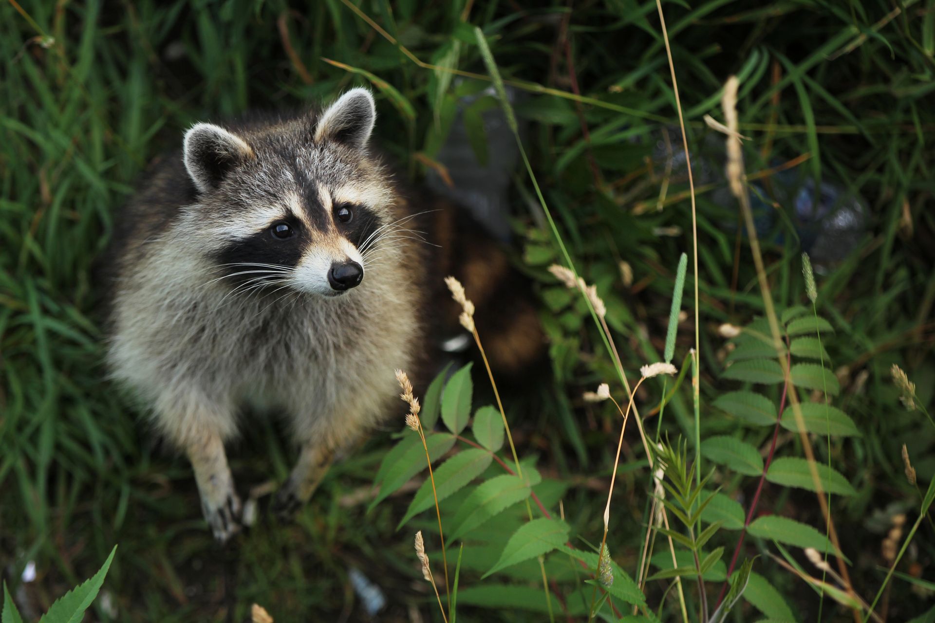 Animal Removal in Ramsey, MN Animal Removal in Ramsey, MN