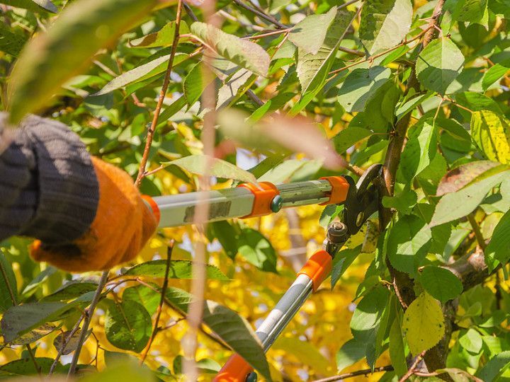tree pruning