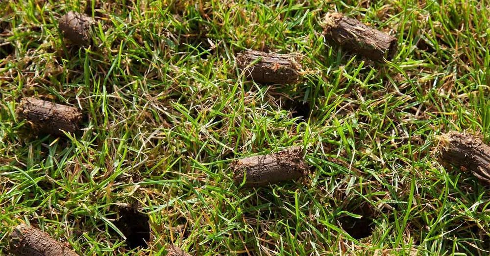 A close up of a lawn with a lot of holes in it.