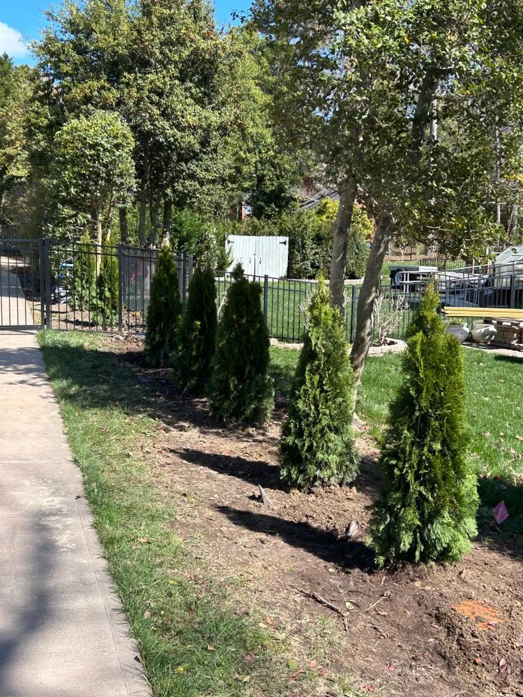 A row of trees growing next to a sidewalk in a park.