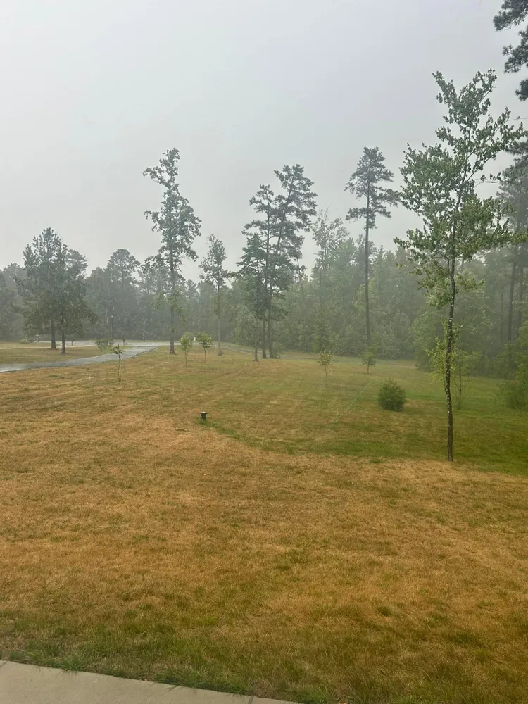 A lush green field with trees in the background on a foggy day.