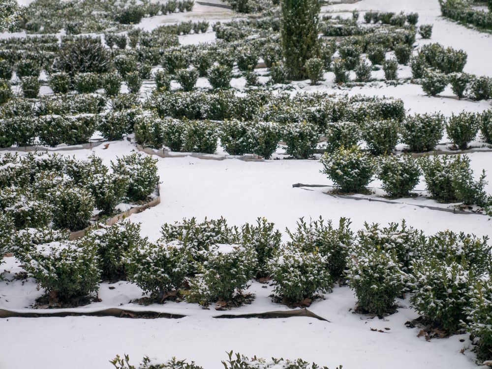 A bunch of bushes are covered in snow