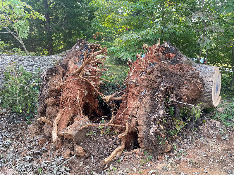 Large tree being secured for safe removal from the roof it fell on