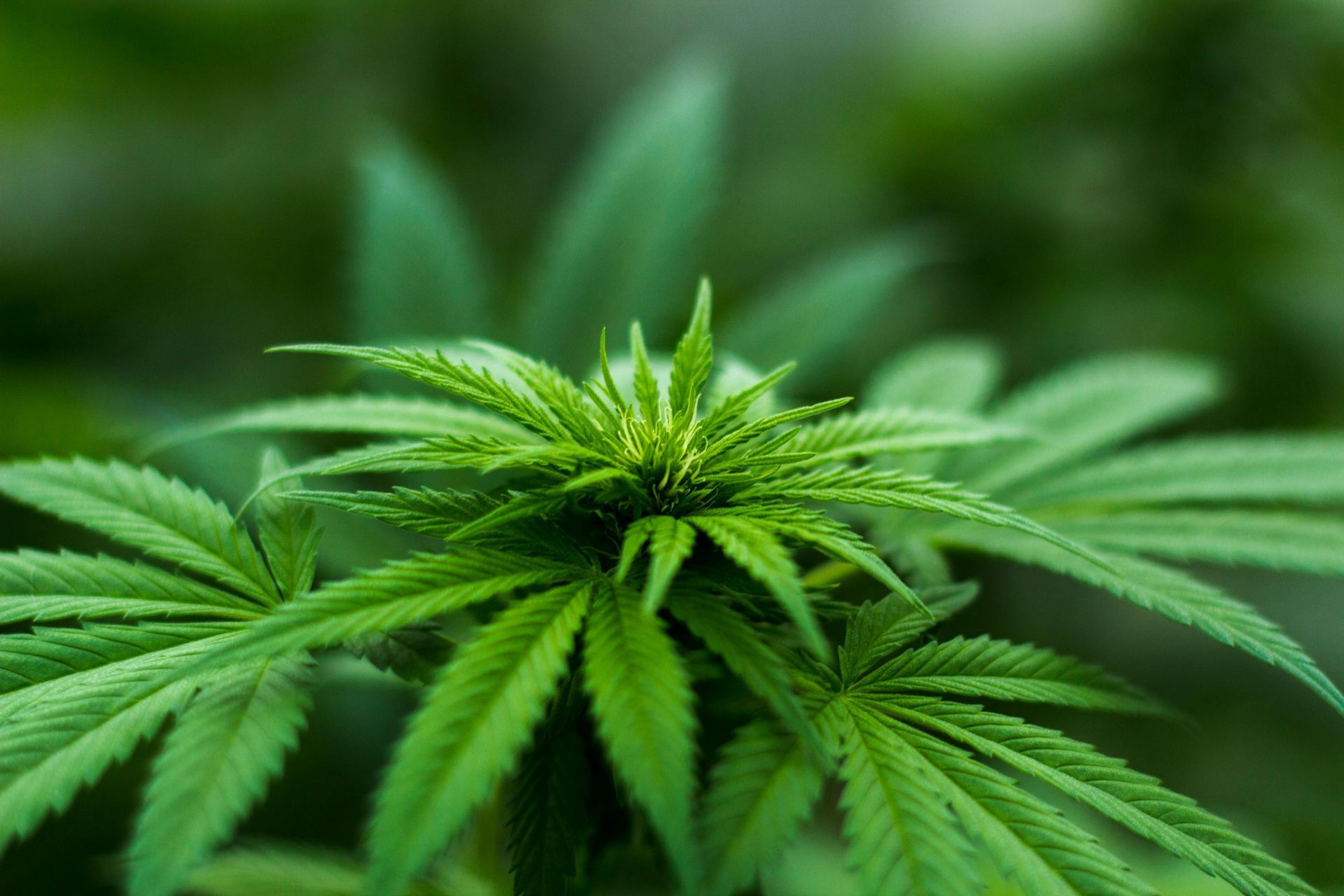 Green cannabis plant with serrated leaves, in a soft-focused green background. Marijuana Offenses in Nashville, Tennessee