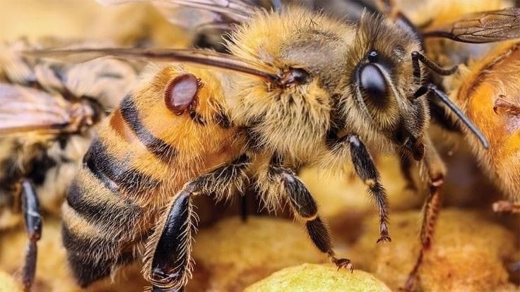 Honey bee with varroa mite