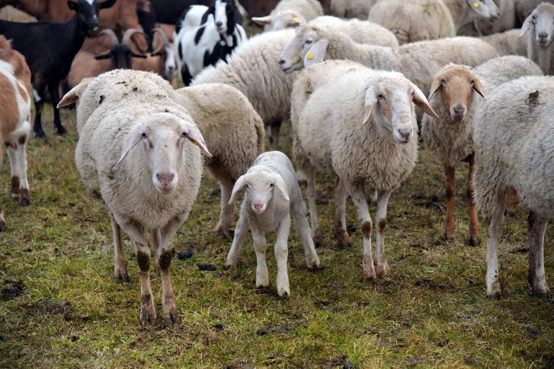 Vétérinaire en visite dans une ferme alpine
