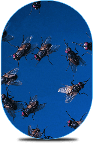 flies gathering together