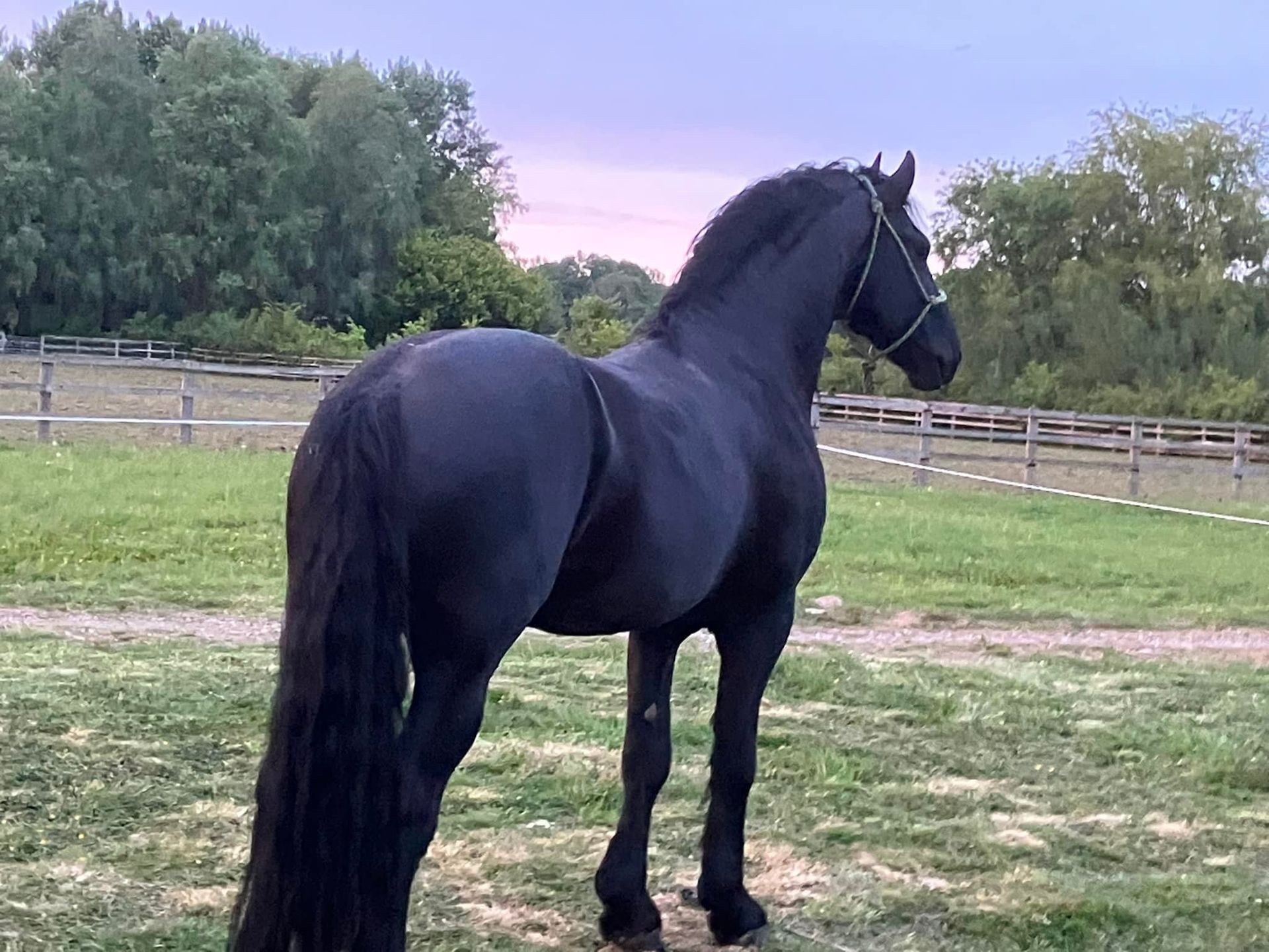 A black horse is standing in a grassy field.