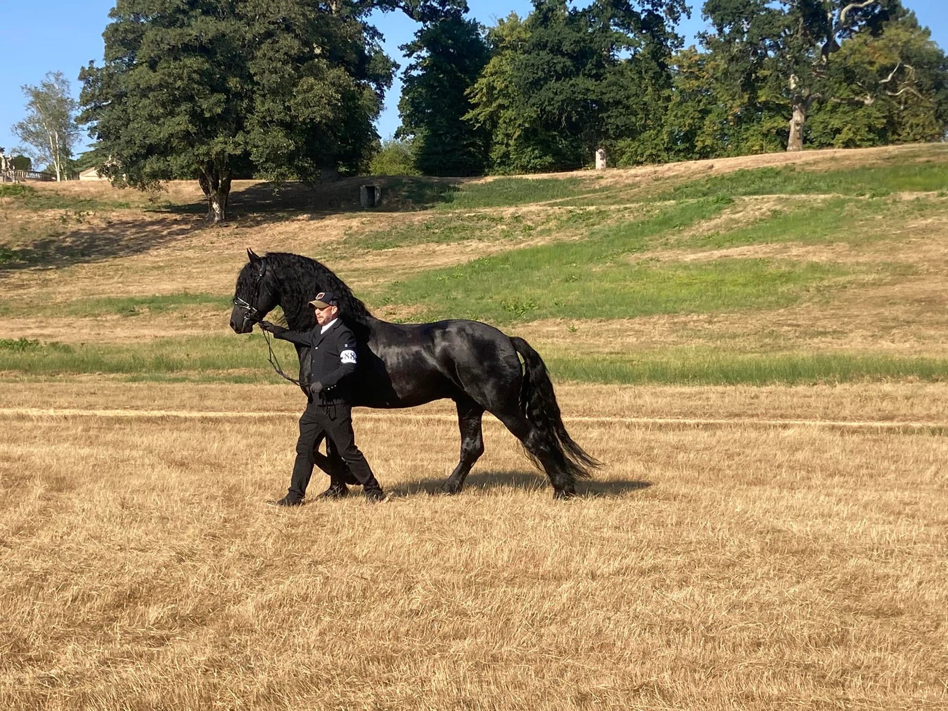 A man is walking a black horse in a field.