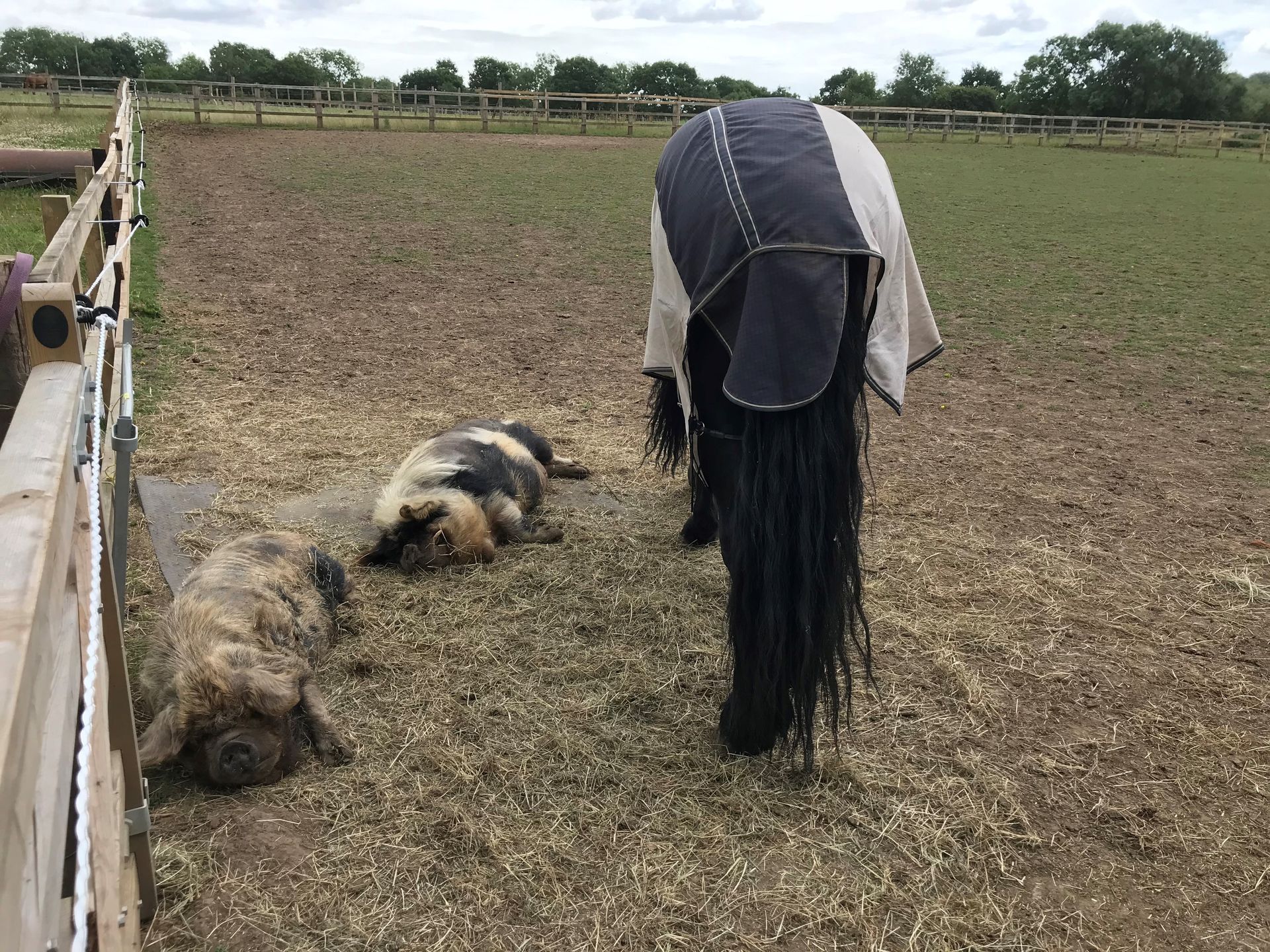 A horse is standing in a field with a blanket on its back.