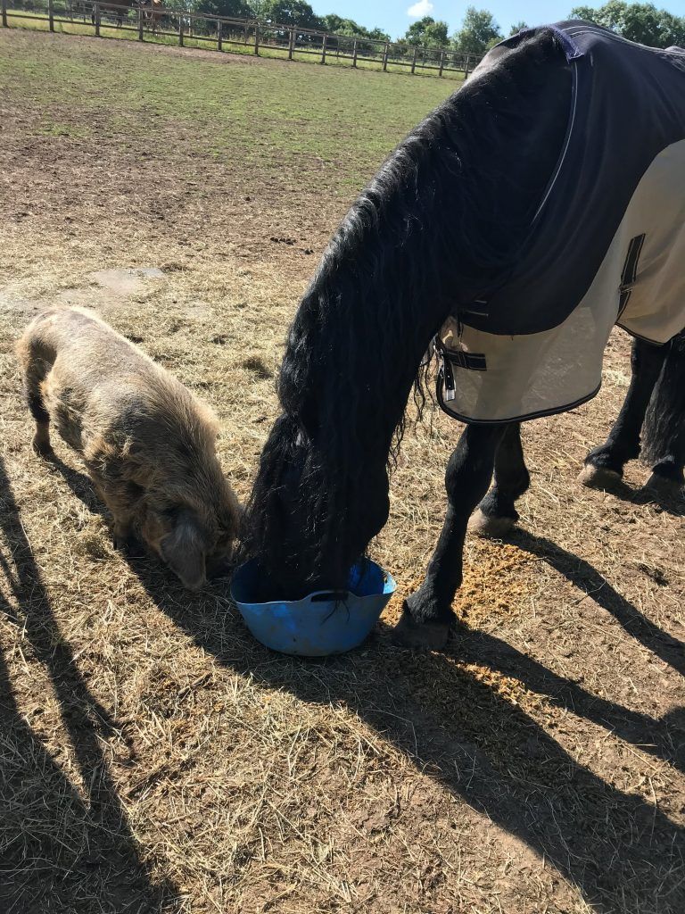 A horse and a pig are drinking water from a bowl.