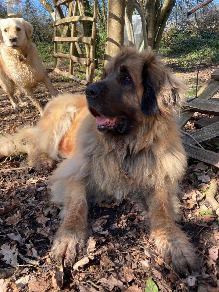 A large brown dog is laying on the ground in the woods.