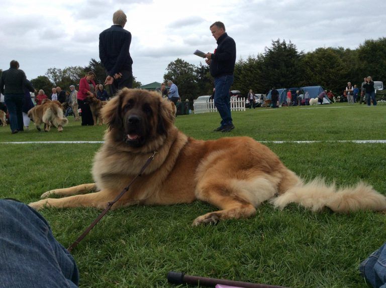 A large brown dog is laying on the grass in a field