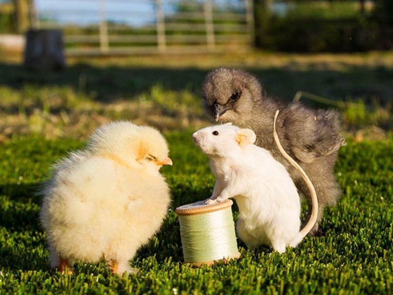 Two chickens and a white mouse are standing next to a spool of thread.