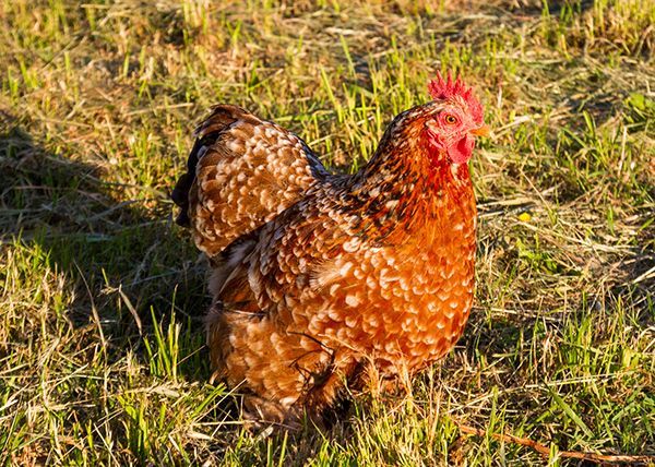 A brown chicken with a red crest is standing in the grass.