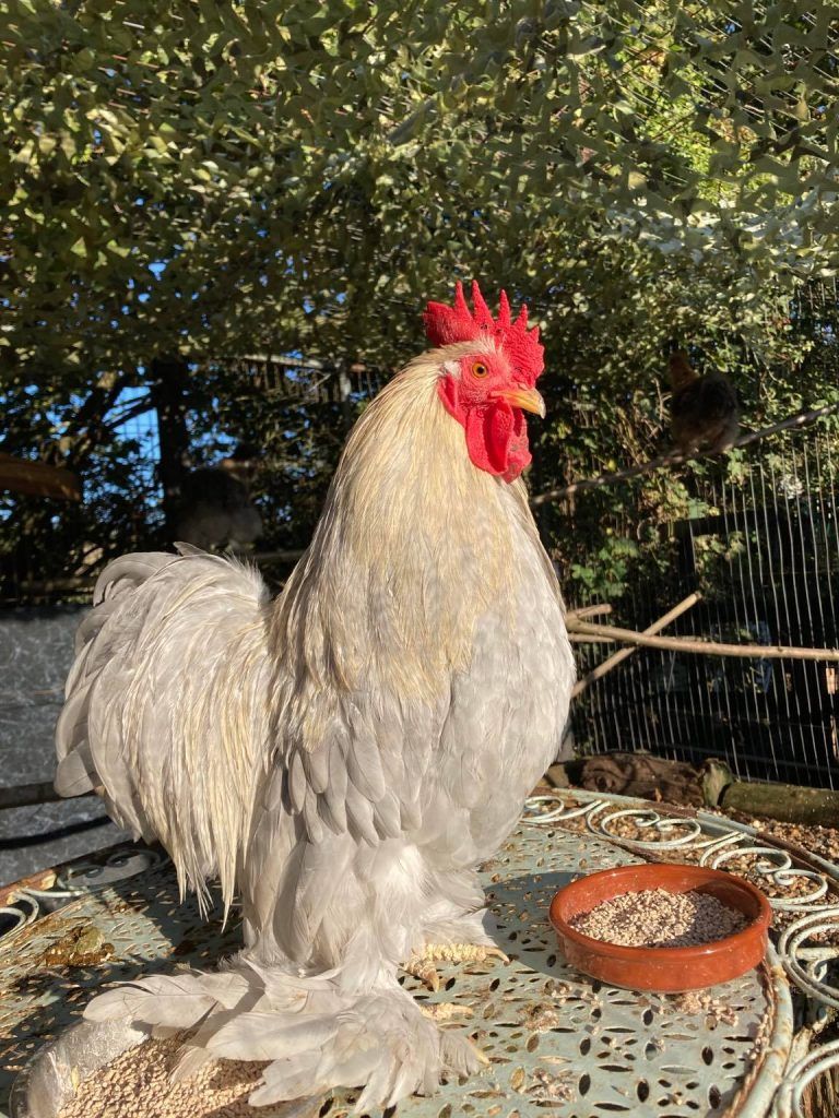 A rooster is standing on a table next to a bowl of food.