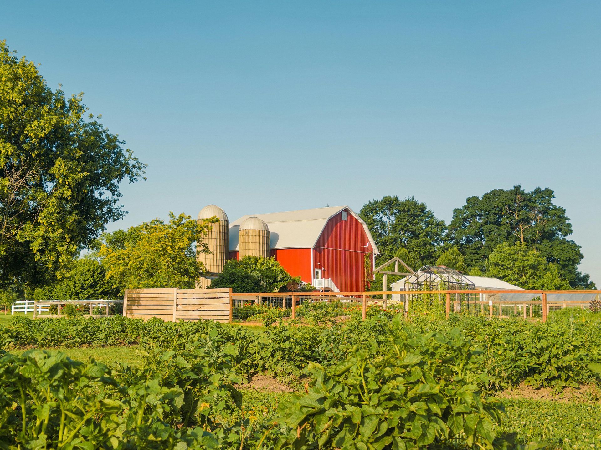 A red barn with silver silos sits behind a vibrant green crop field under a clear blue sky.