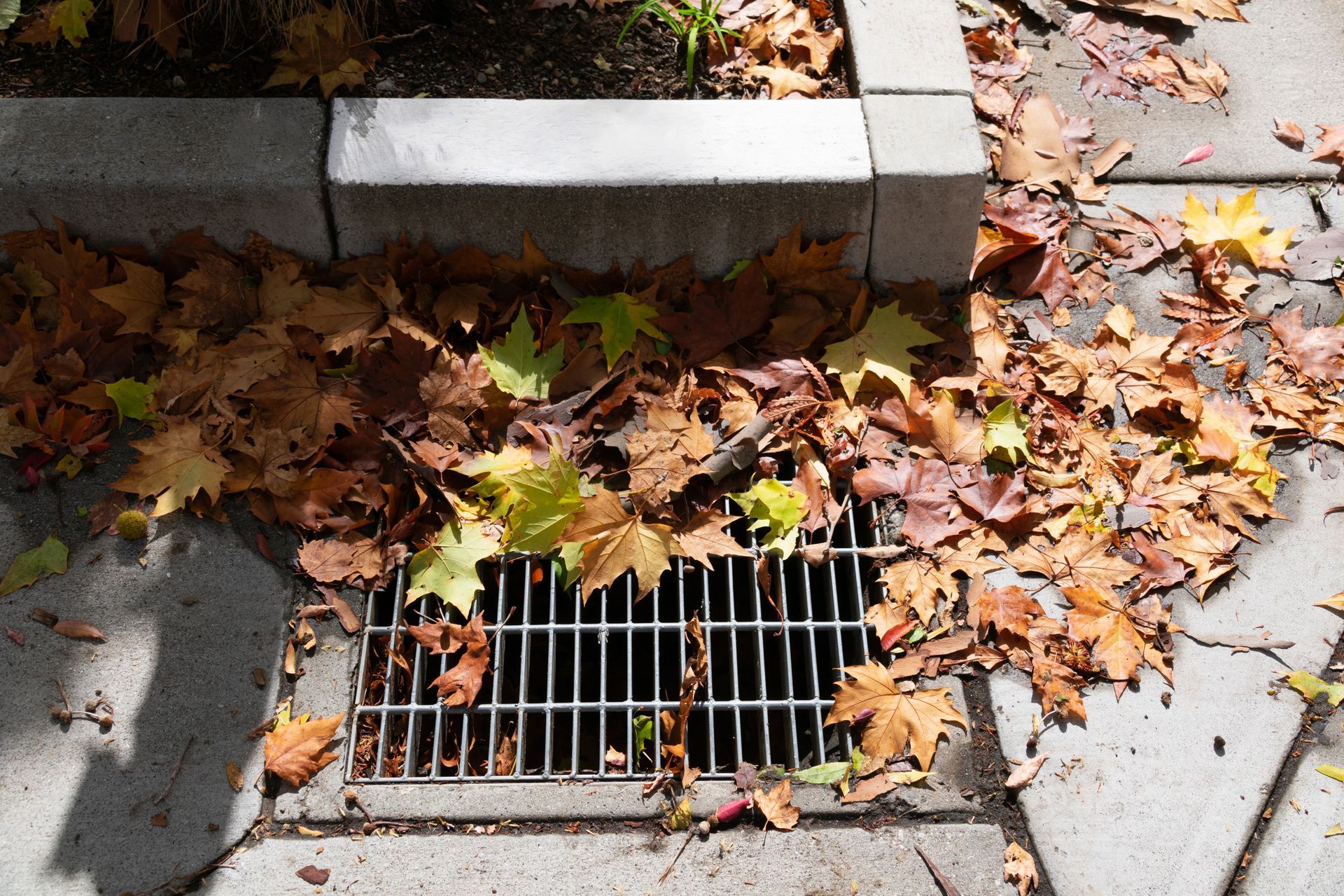 Dead fallen leaves covering and clogging a storm drain.