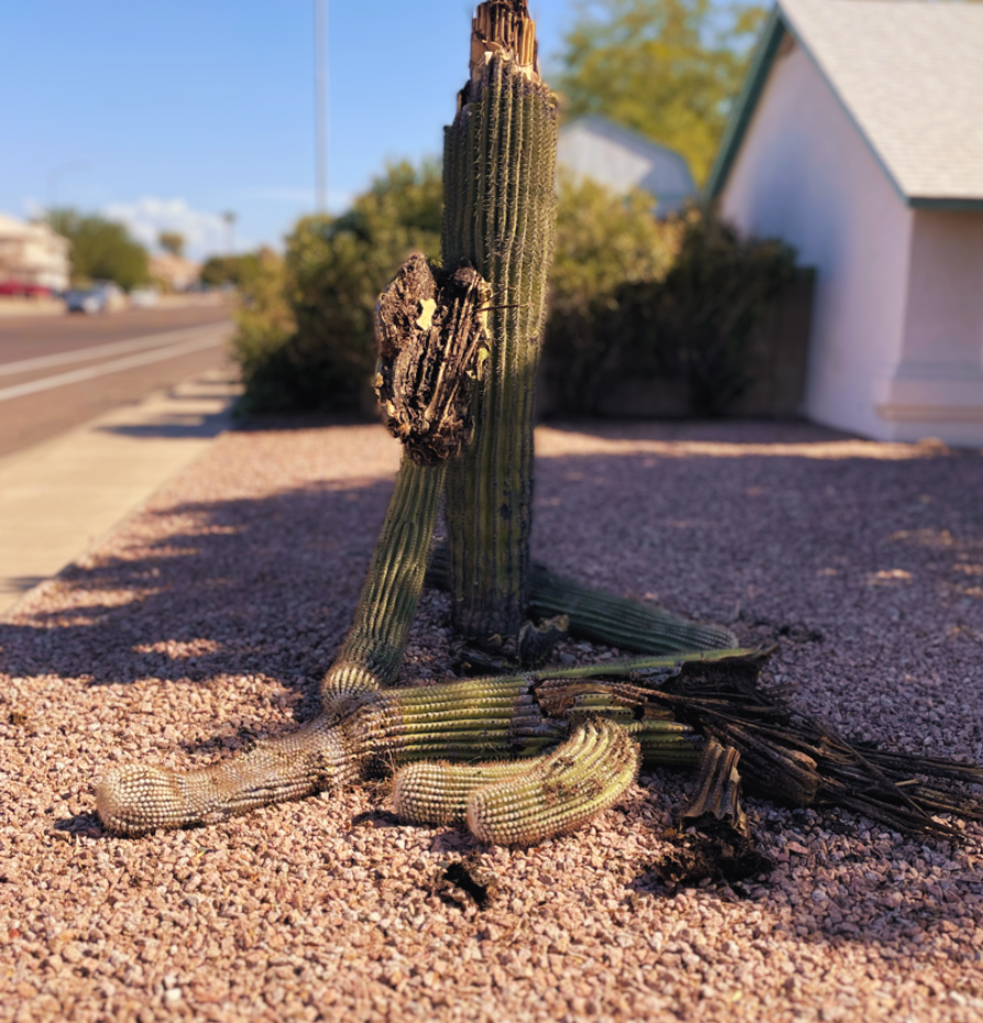 A dead cactus is getting ready to be removed from a yard.