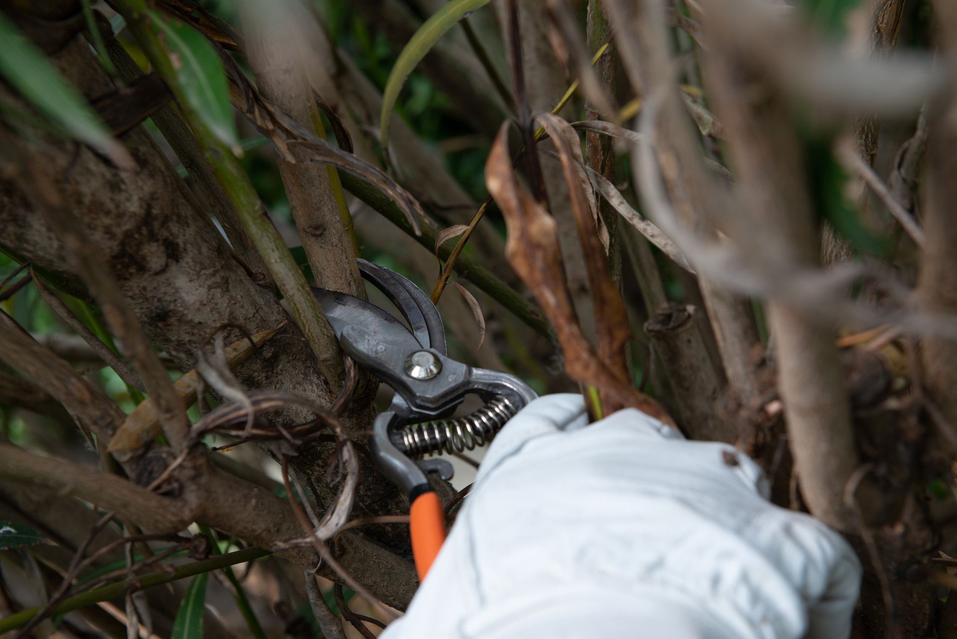 A person is cutting a tree branch with a pair of scissors.