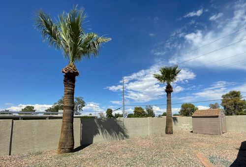 A couple of palm trees in a backyard with a blue sky in the background.