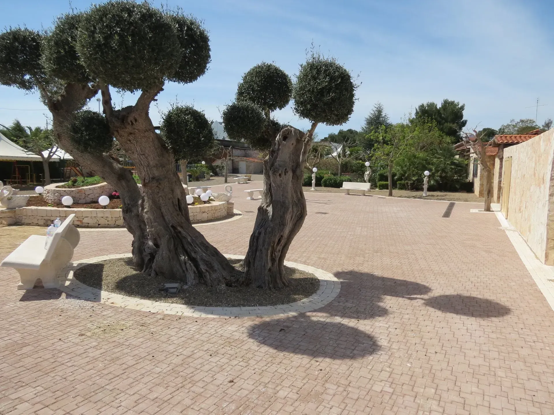 Ulivo con foglie sferiche che proiettano ombre su un cortile lastricato di mattoni.