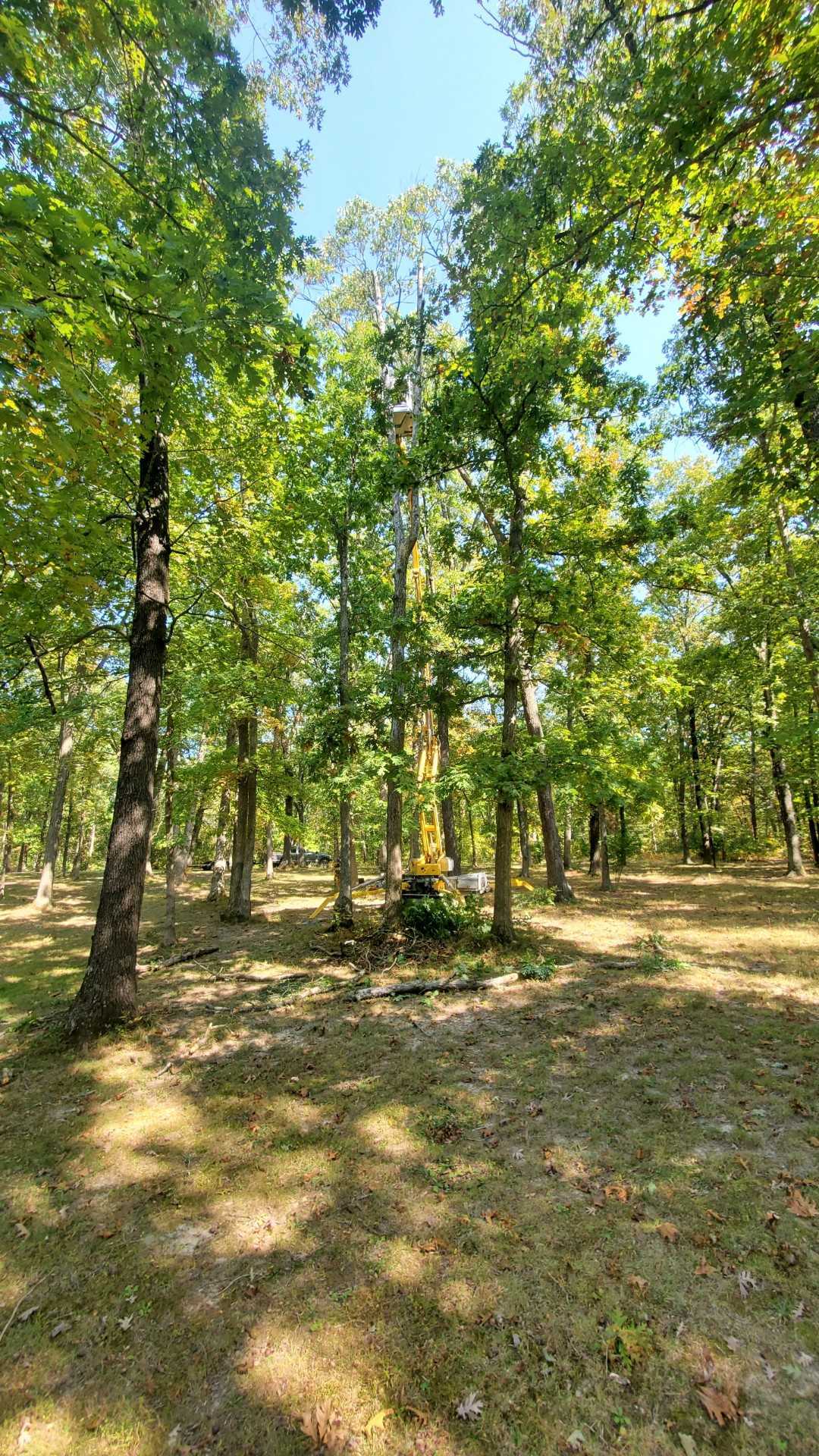 A forest filled with lots of trees and grass on a sunny day.