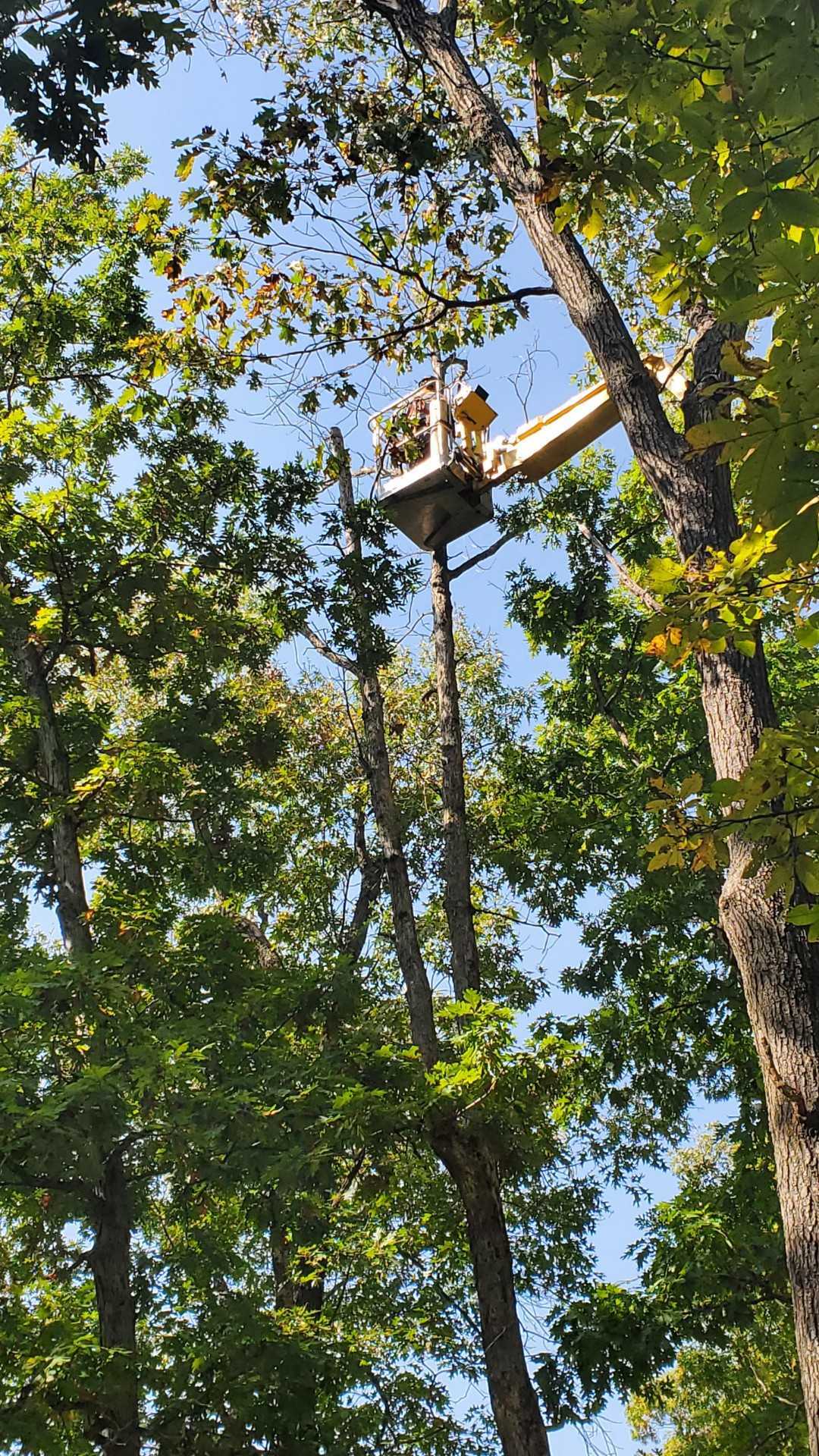 A man in a bucket is cutting a tree in the woods.