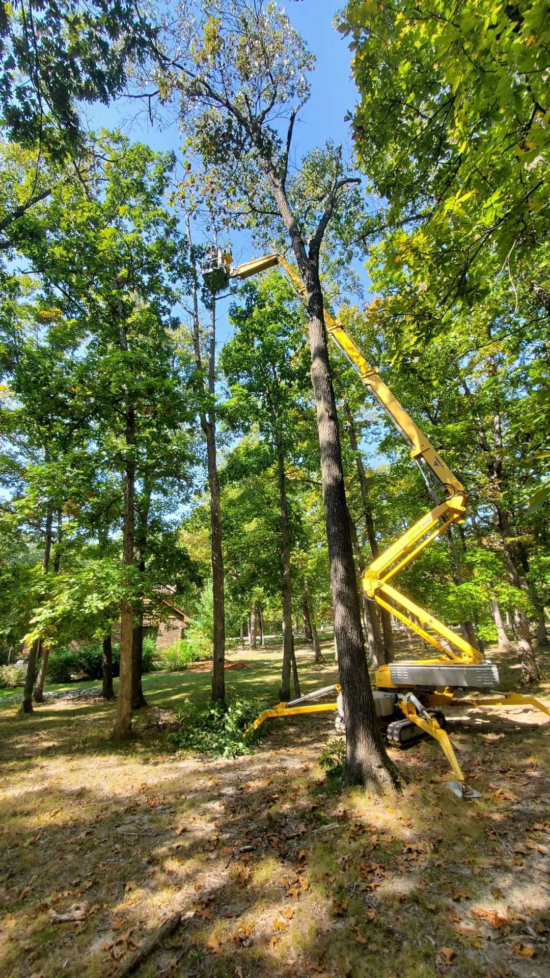 A yellow crane is cutting a tree in the woods.