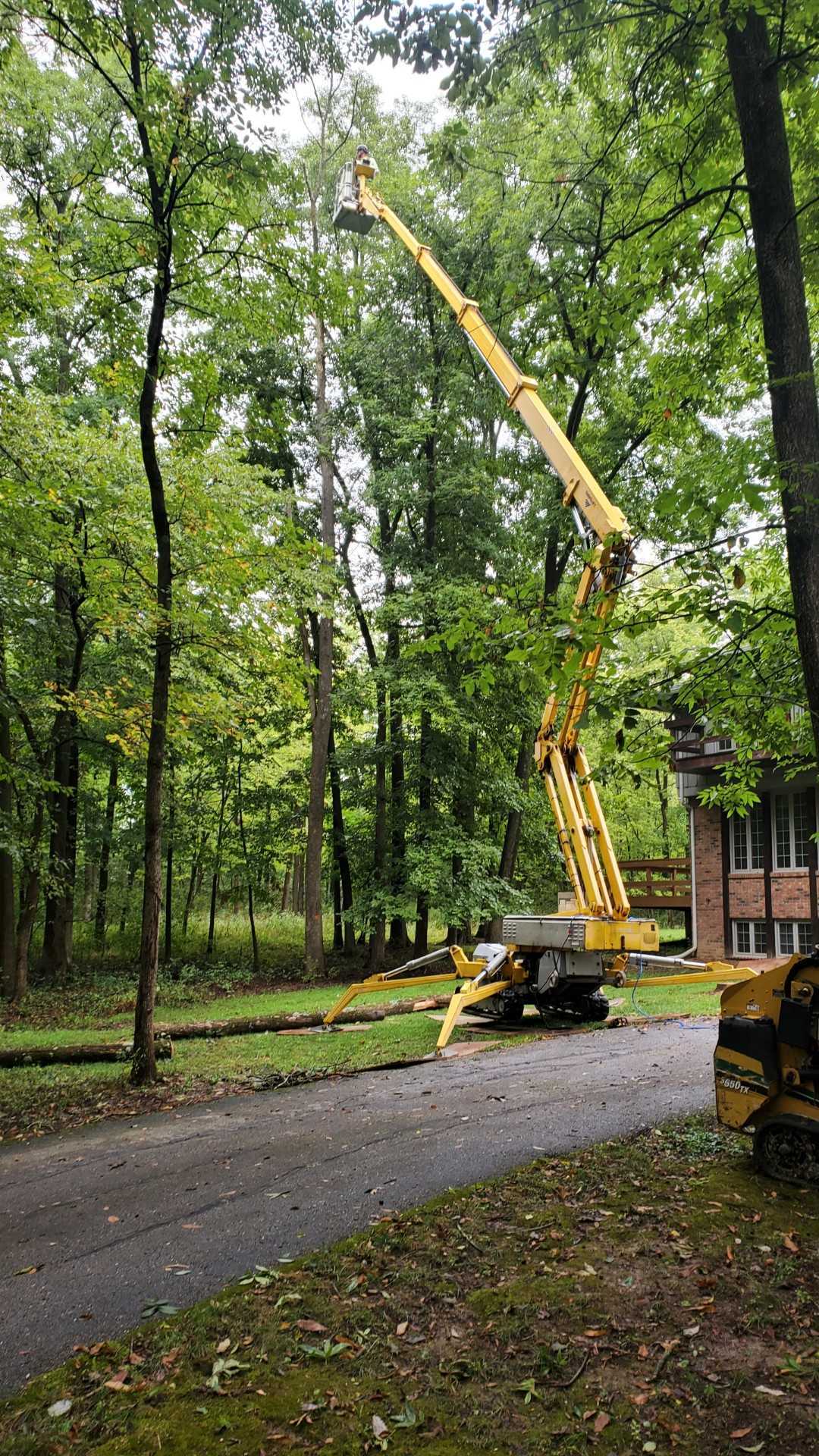 A crane is cutting a tree in the woods in front of a house.