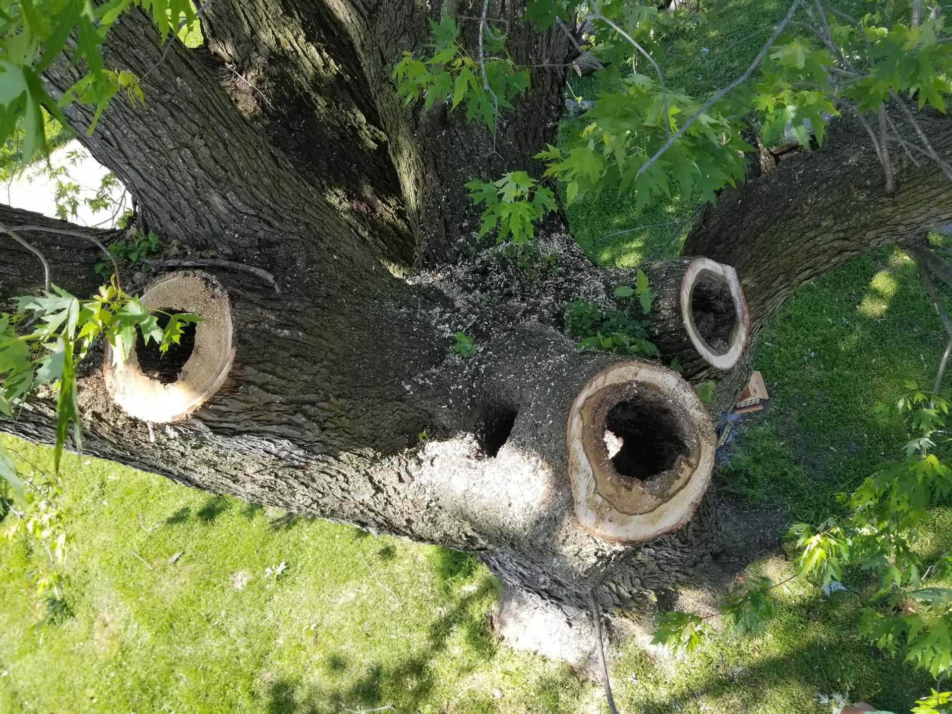 A tree with a hole in the middle of it.