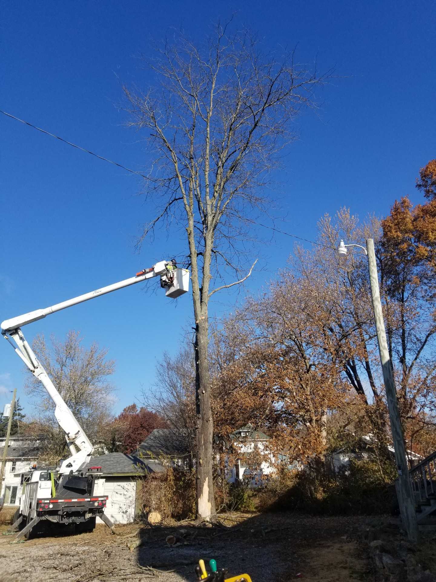 A man is cutting a tree with a crane.