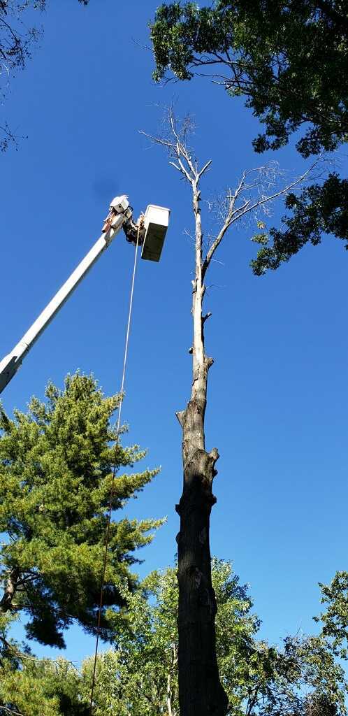 A man in a bucket is cutting a tree with a chainsaw.