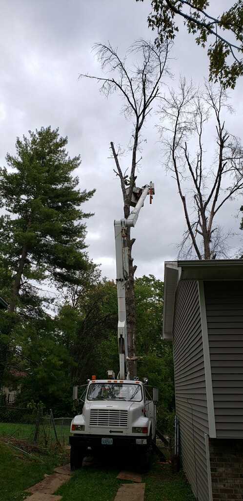 A tree cutting truck is cutting a tree in front of a house.