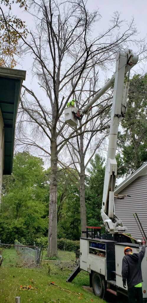 A man is cutting a tree with a crane in front of a house.