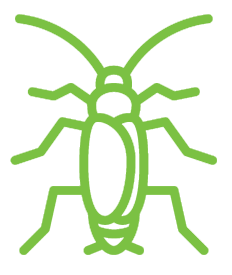 A green line drawing of a cockroach on a white background.