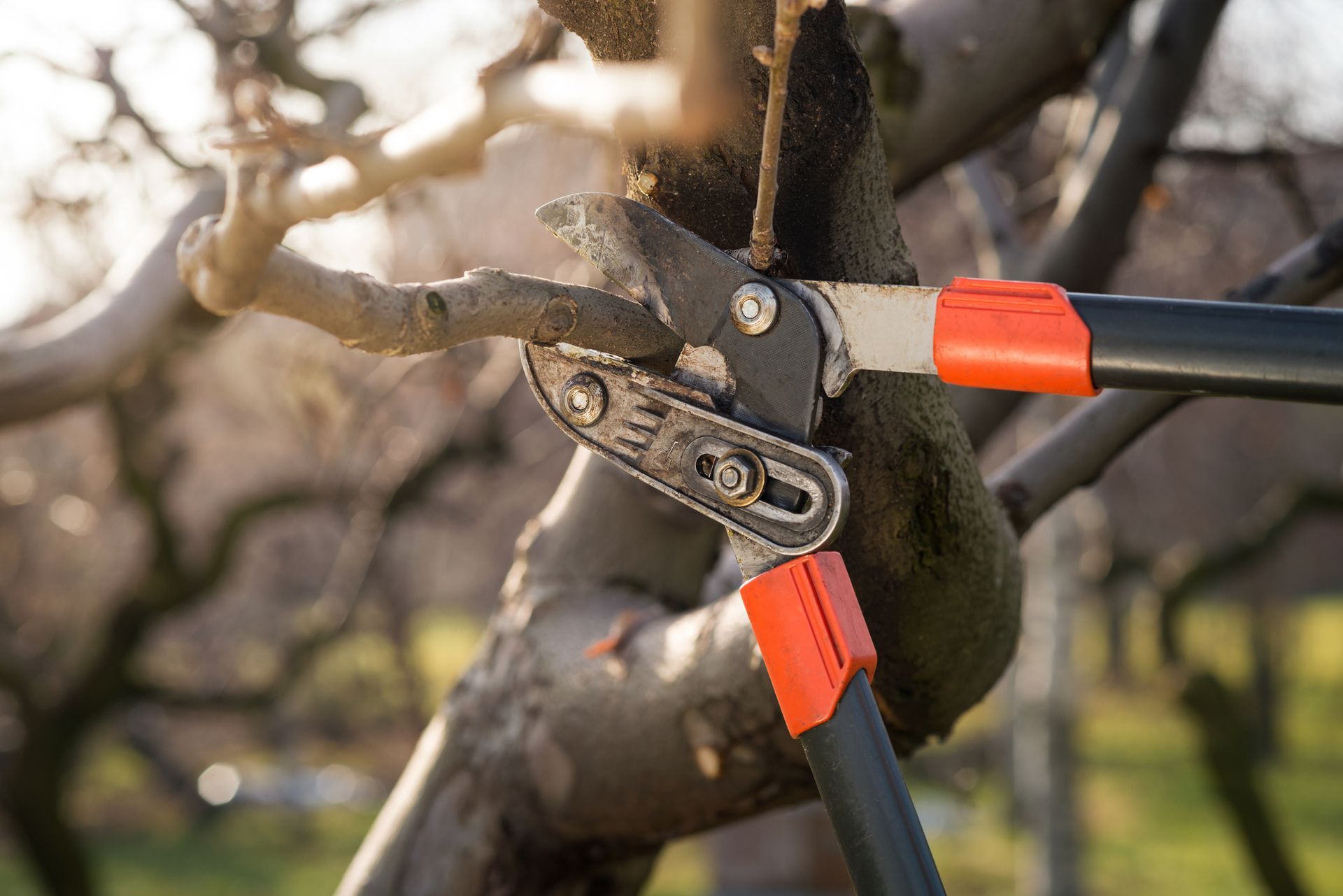 A person is cutting a tree branch with a pair of scissors.