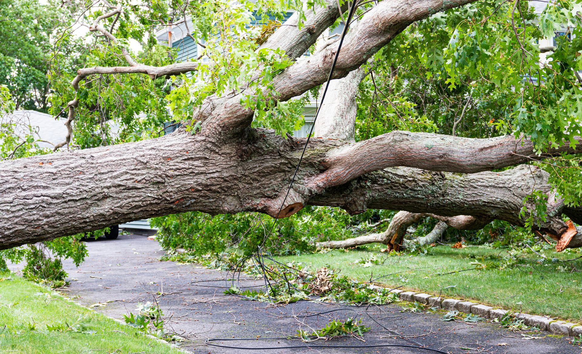 A large tree has fallen on the side of a road.